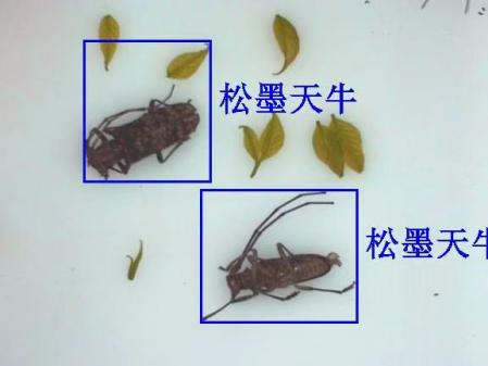 天牛远程实时监测系统图片2